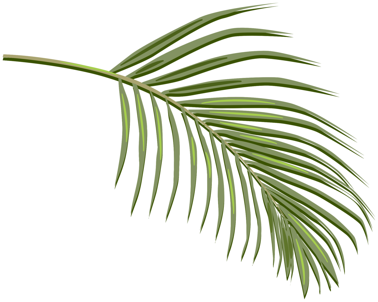 Palm png