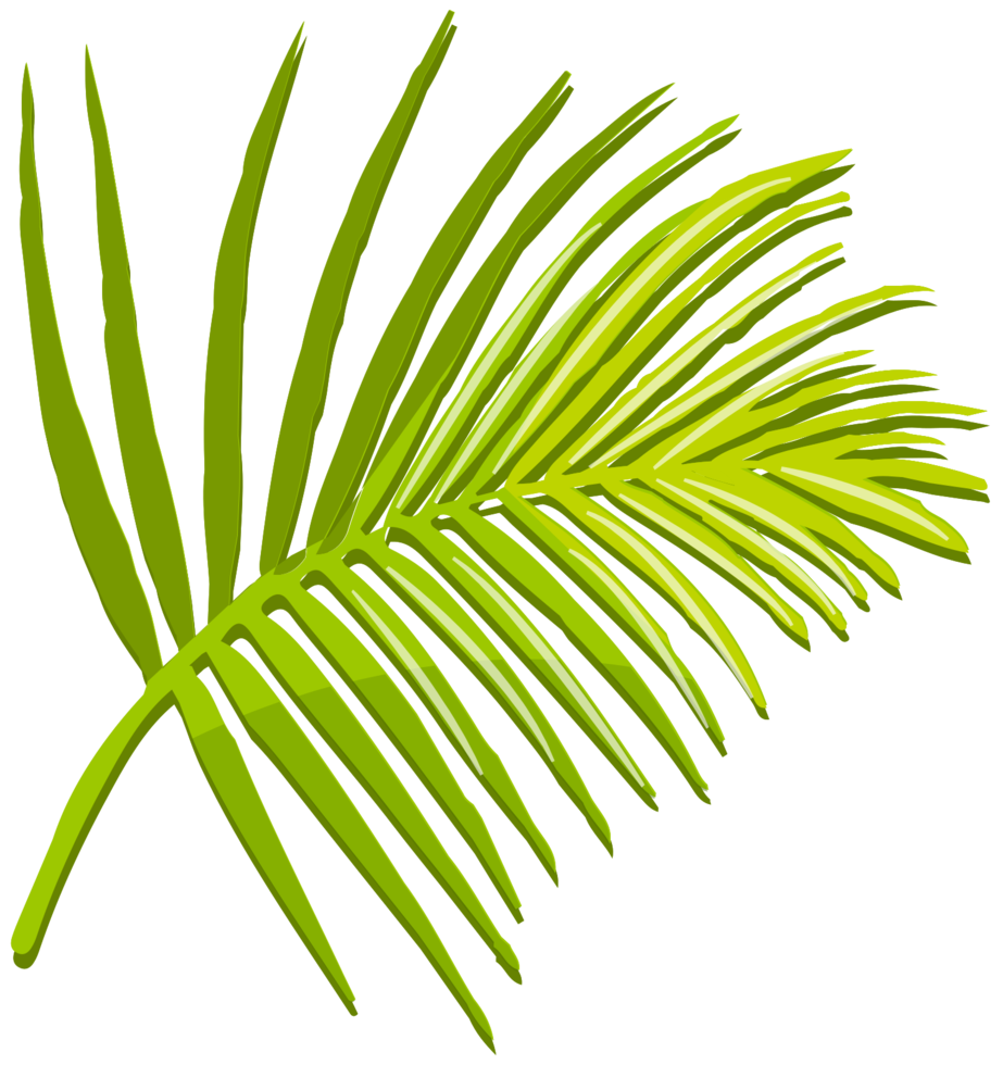 palm png