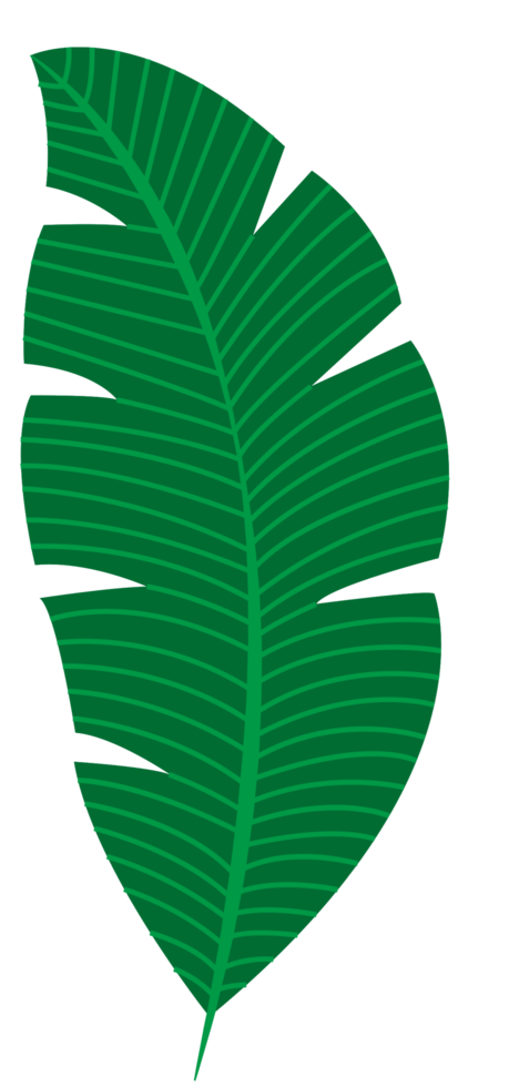 Palm png