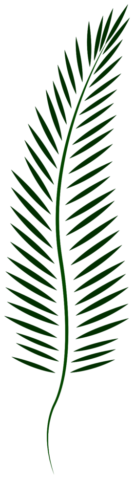 palm png