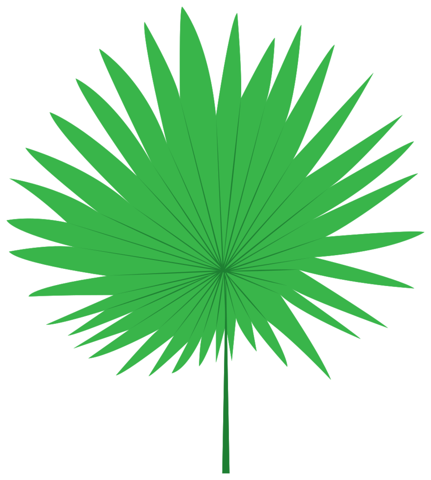 palm png