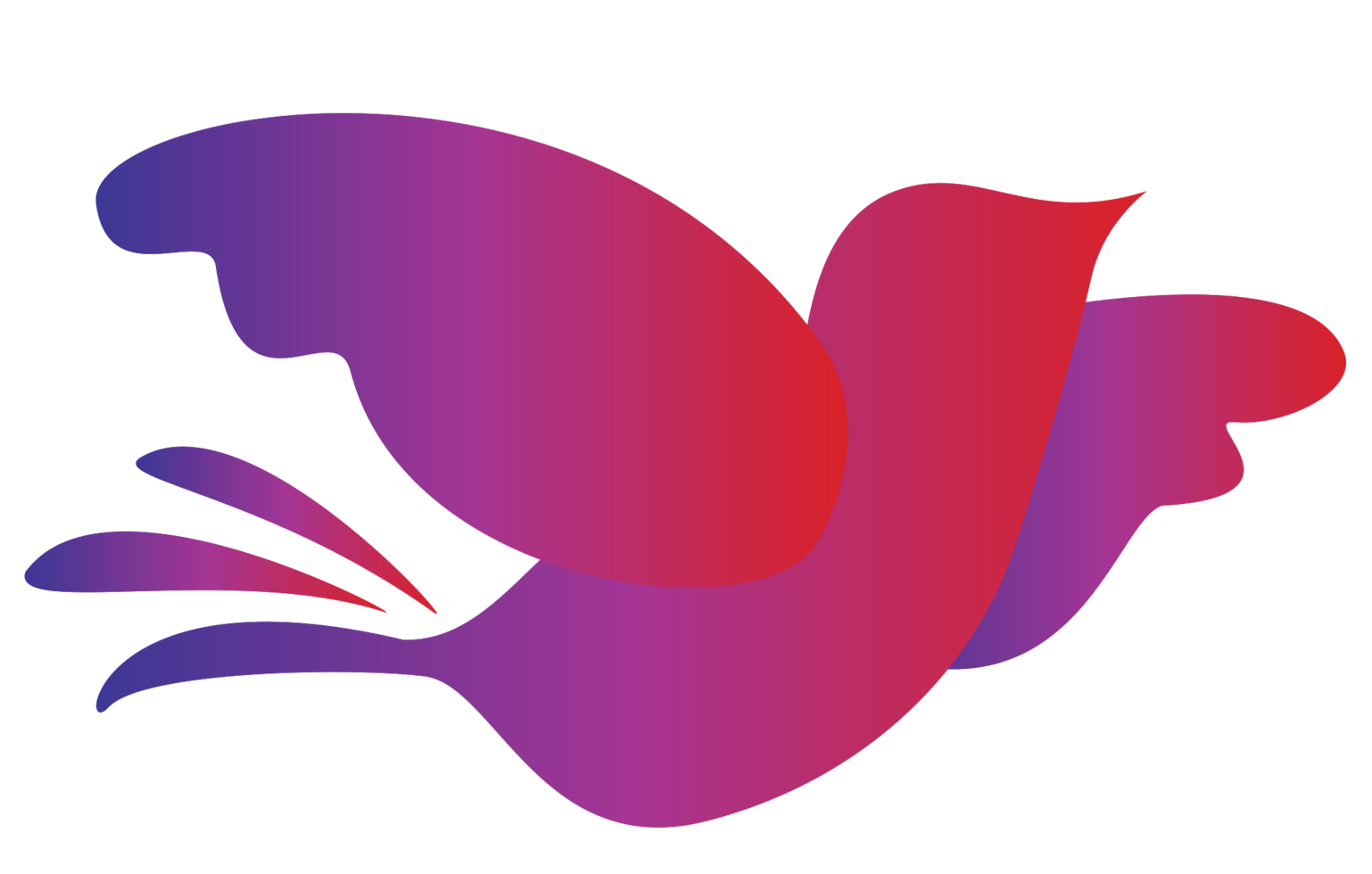 oiseau png