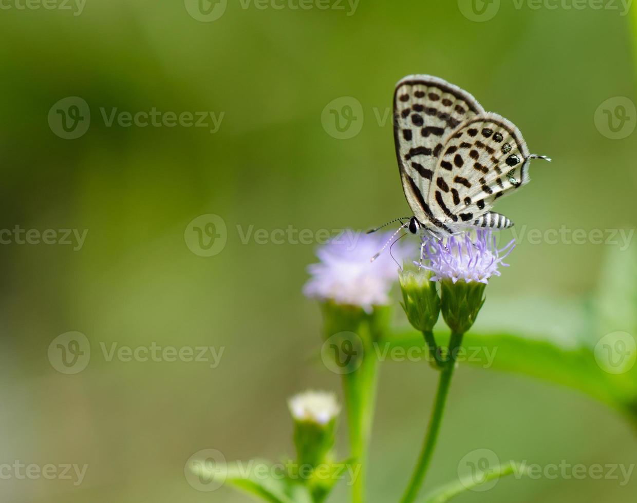 Spotted Pierrot butterfly photo