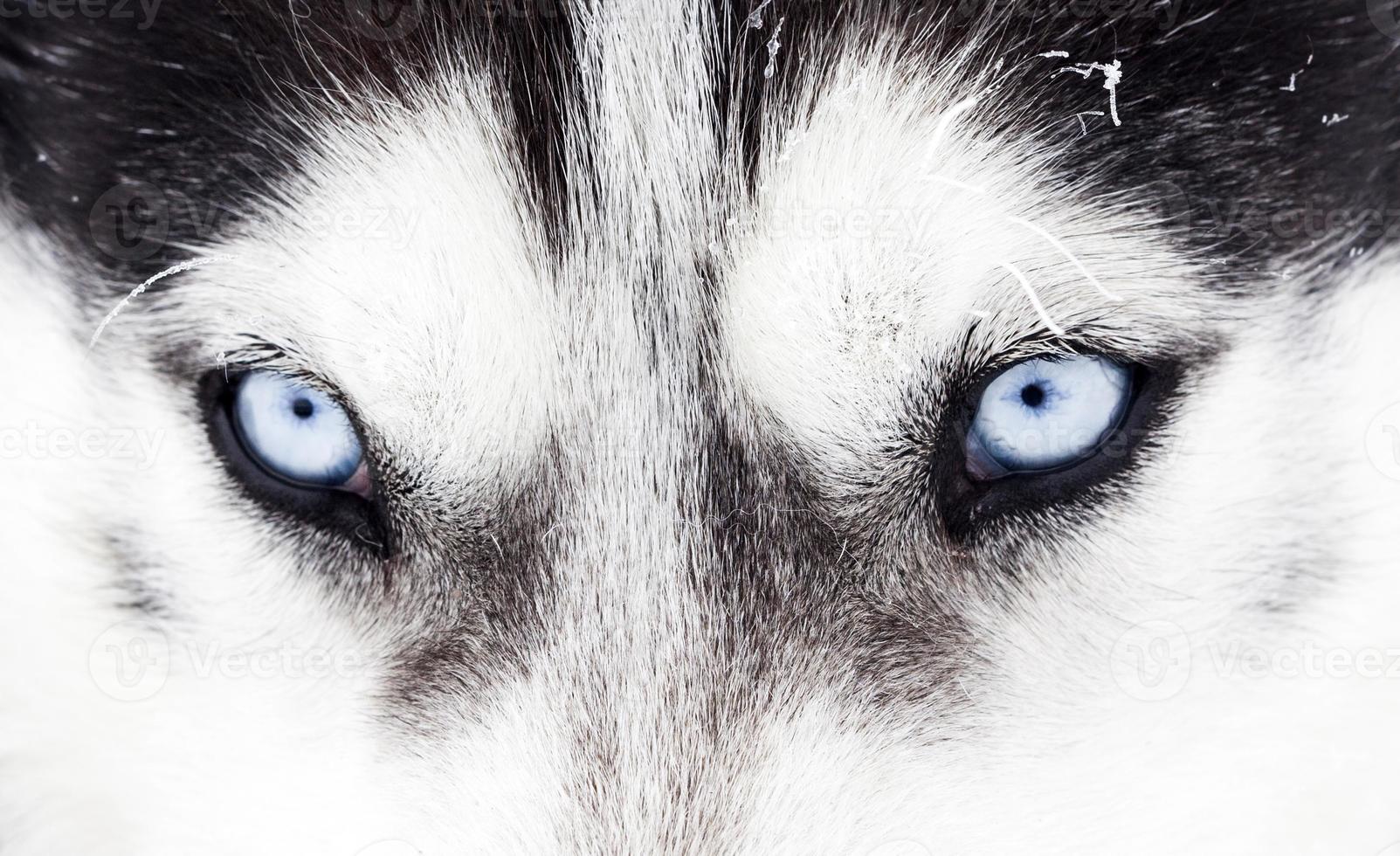 Close-up shot of husky dog blue eyes photo