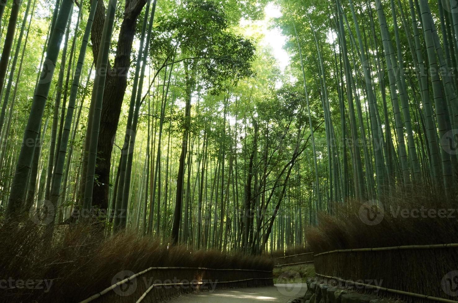 bosque de bambú foto