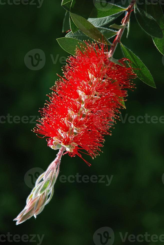 Red bottle-brush tree (Callistemon) photo
