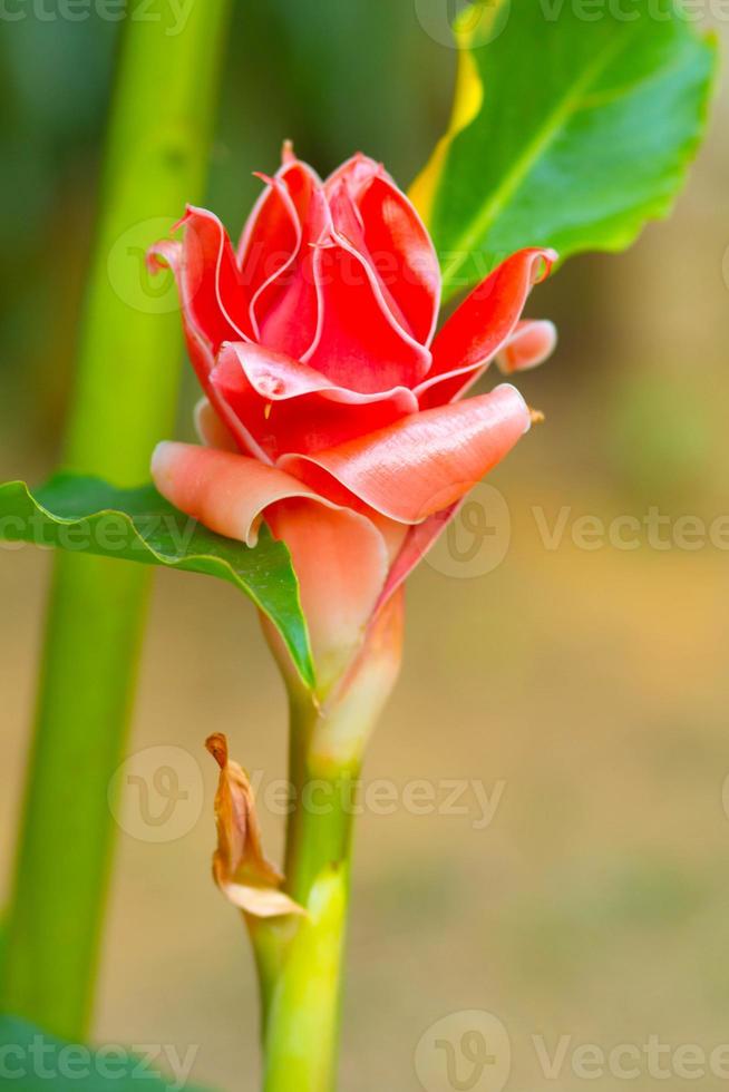 flor roja antorcha jengibre foto