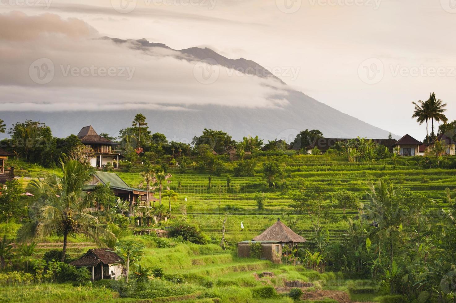 Bali Rice Fields photo
