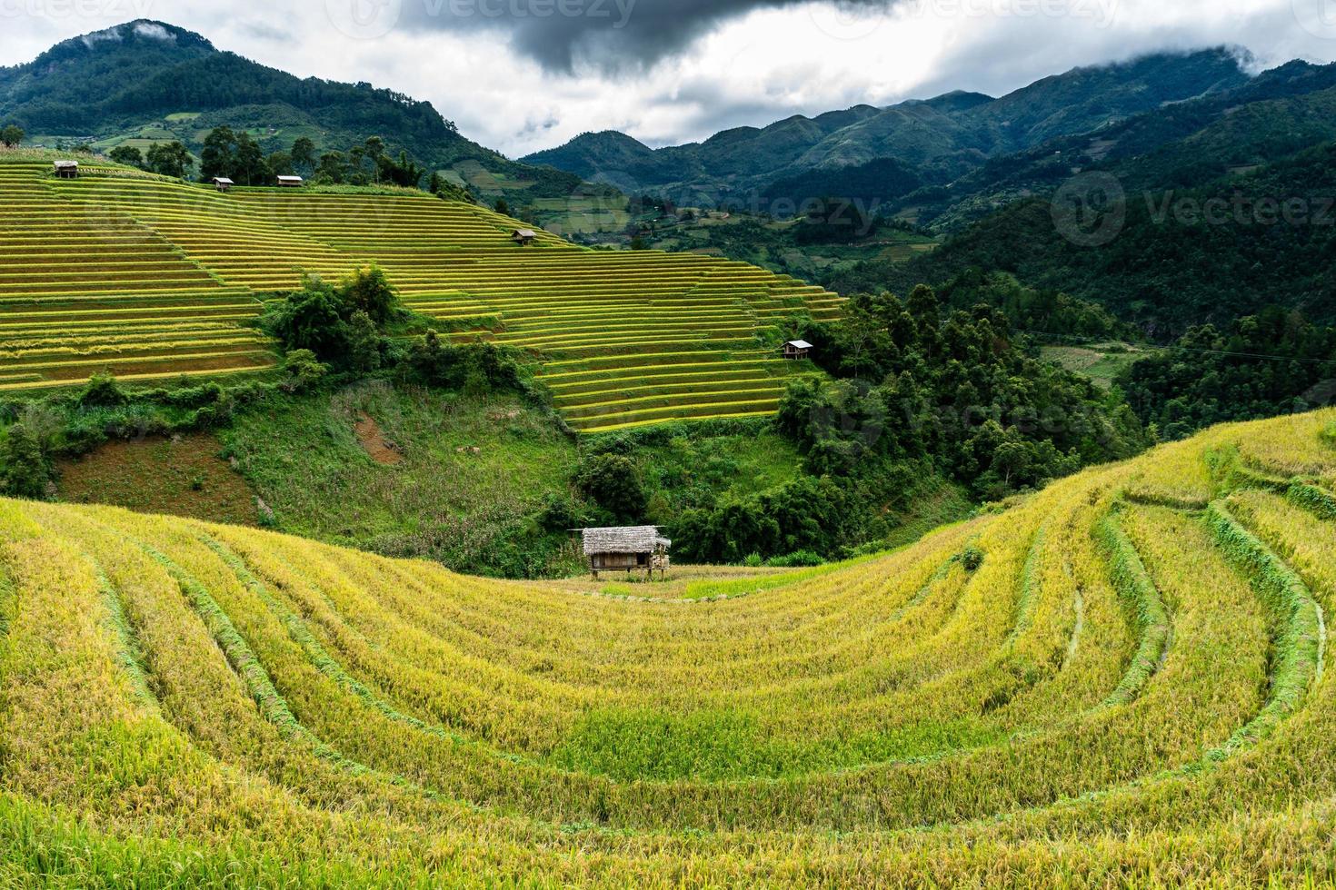 Campos de terrazas doradas en el norte de Vietnam foto