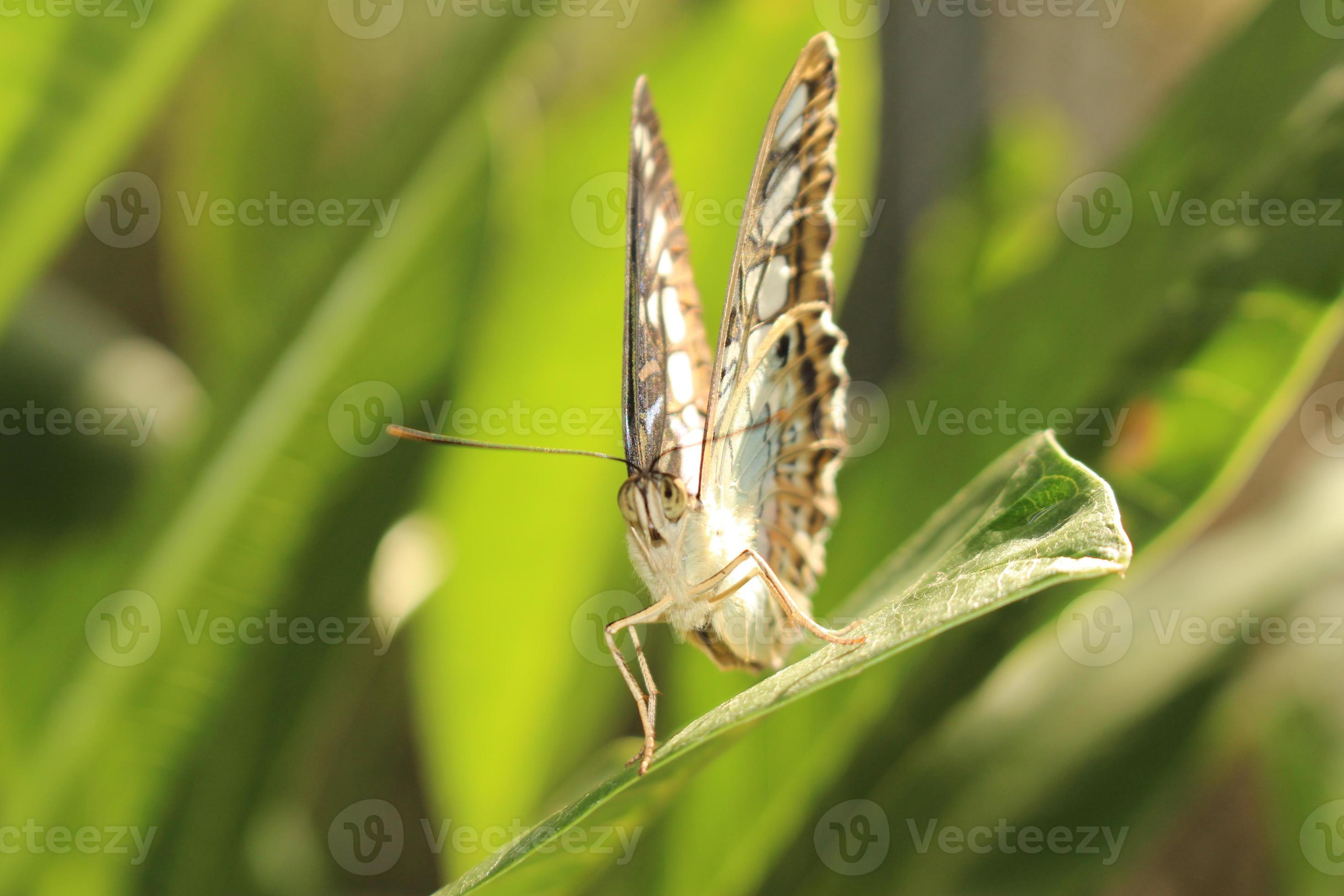 Clipper Butterfly - Parthenos Sylvia photo