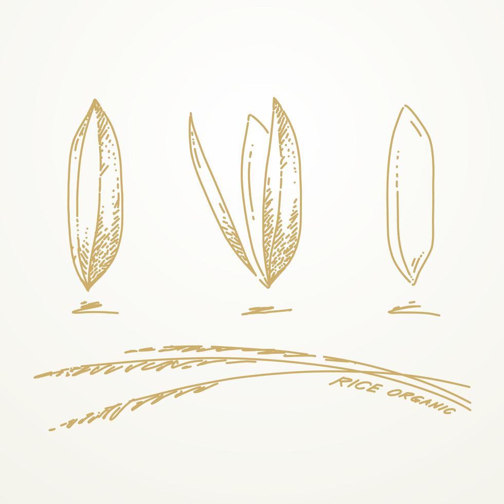 Hand drawn rice grains vector