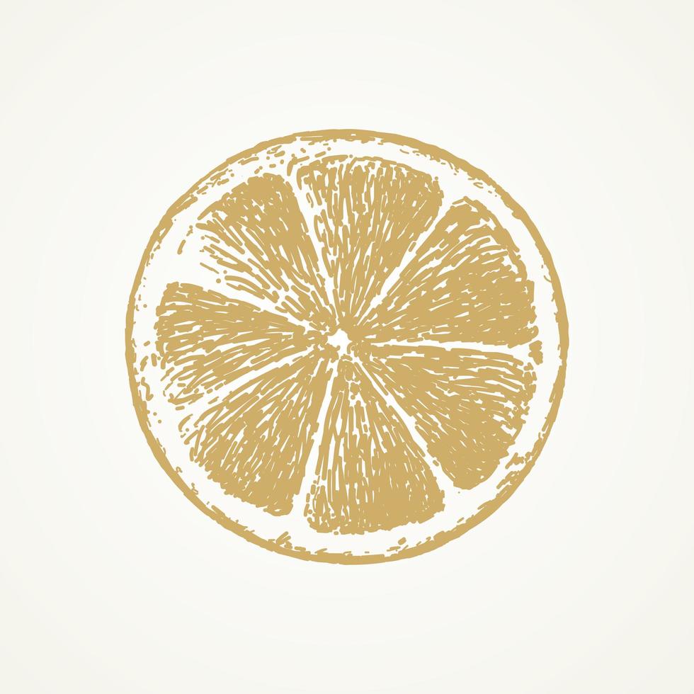 Hand drawn lemon slice vector