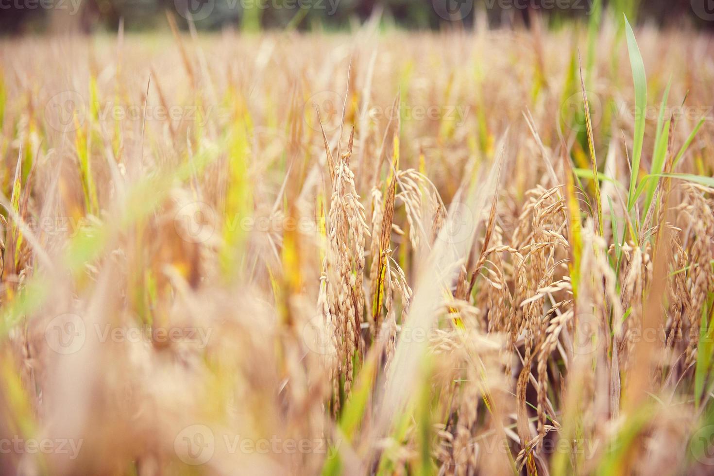 Rice in Bali 1212167 Stock Photo at Vecteezy