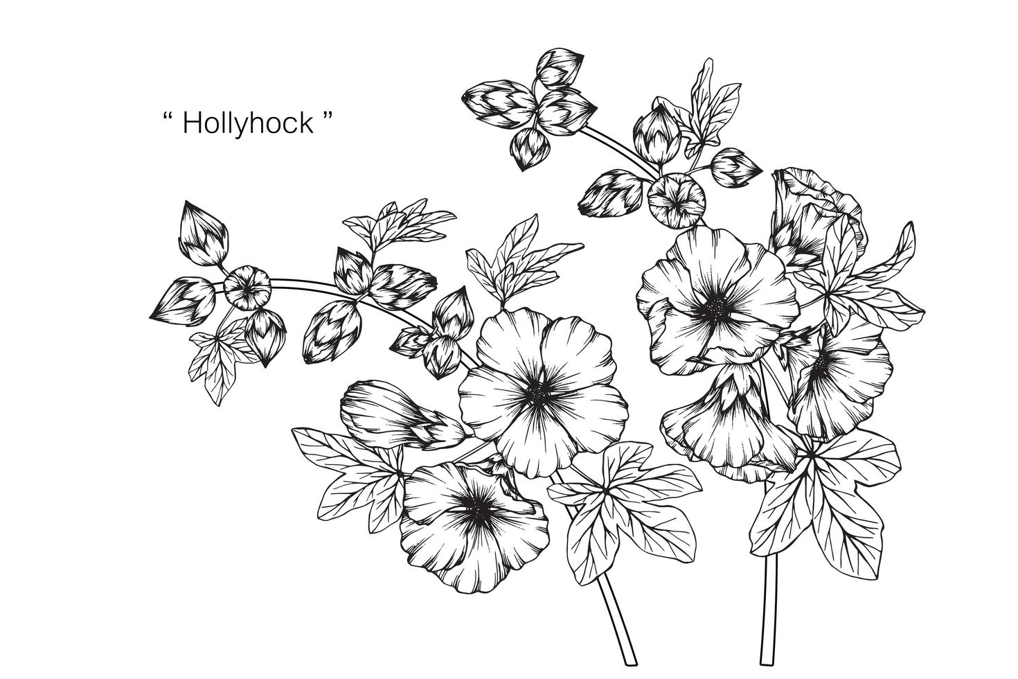 Hand drawn botanical Hollyhock flower and leaves vector