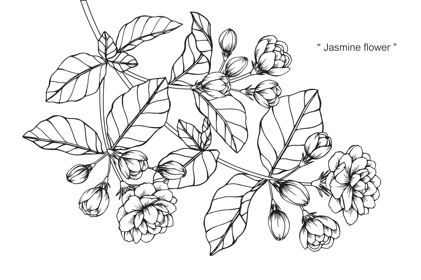 Hand drawn botanical Jasmine flower and leaves vector