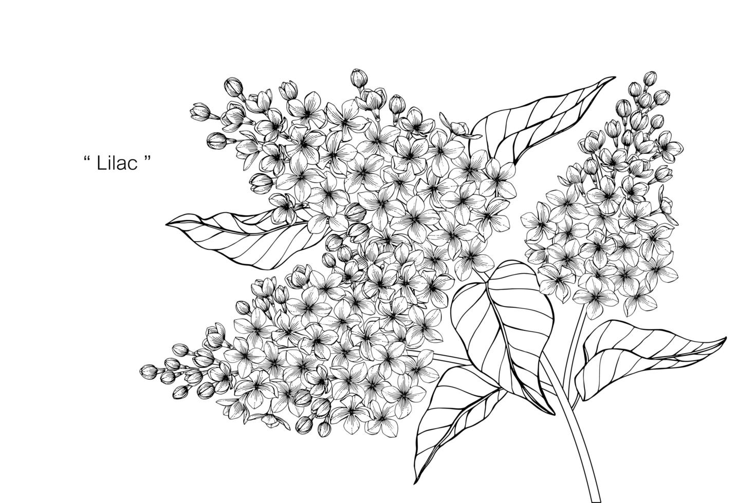 Hand drawn botanical Lilac flower and leaves vector