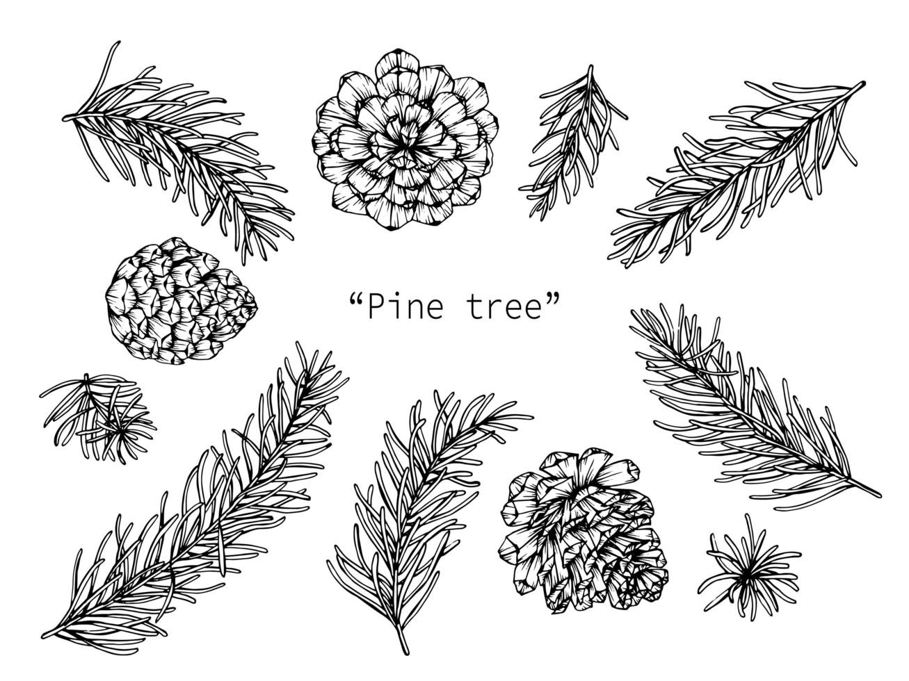 Hand drawn botanical Pine corn and leaf vector