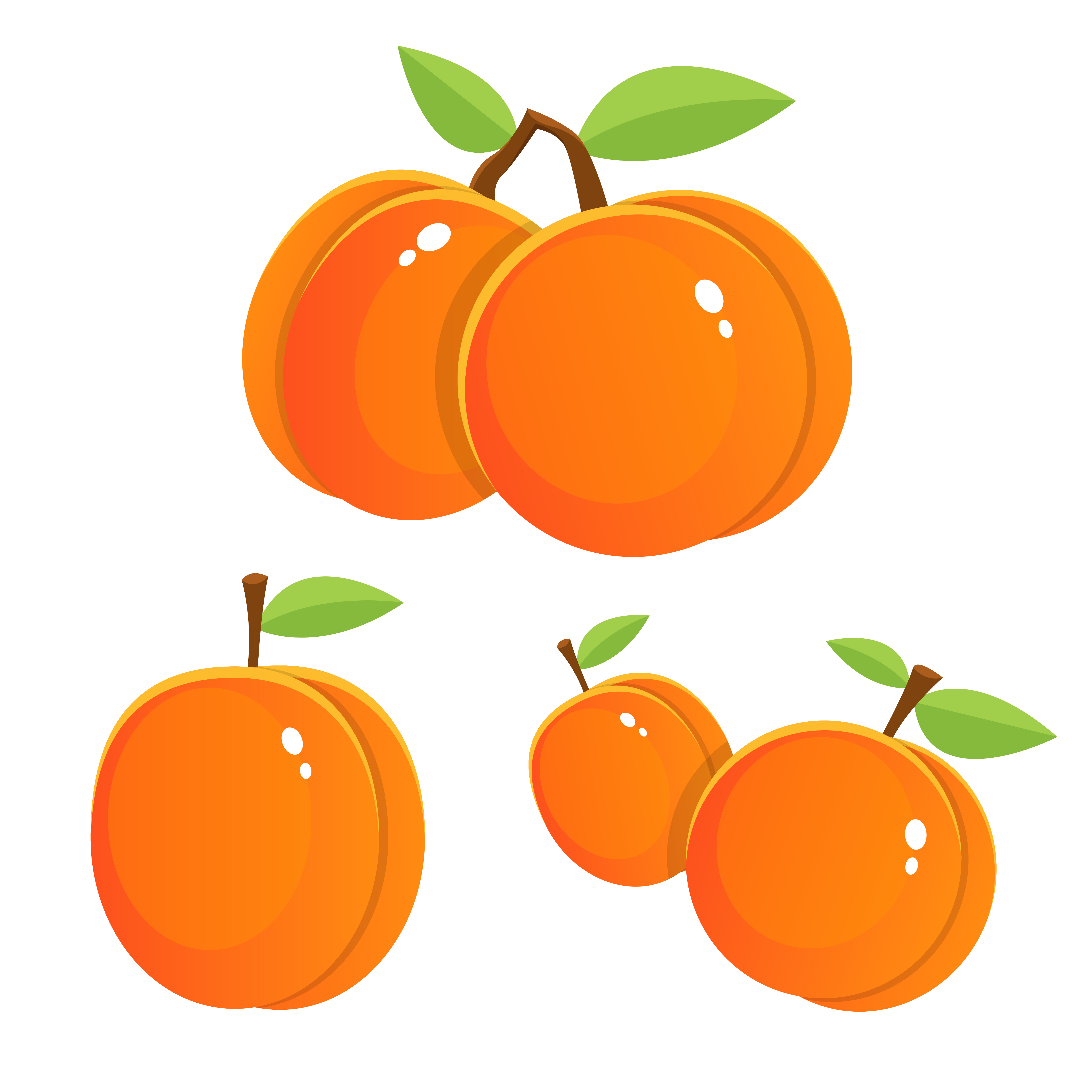 Apricot Vector Art, Icons, and Graphics for Free Download
