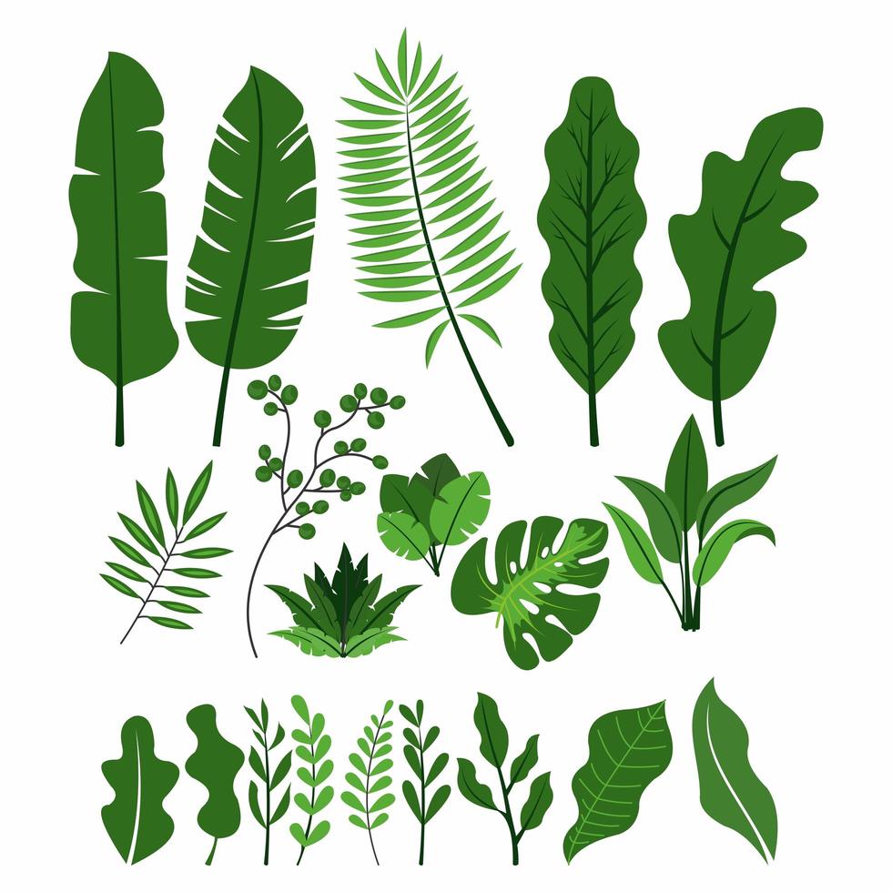 Green leaves collection vector