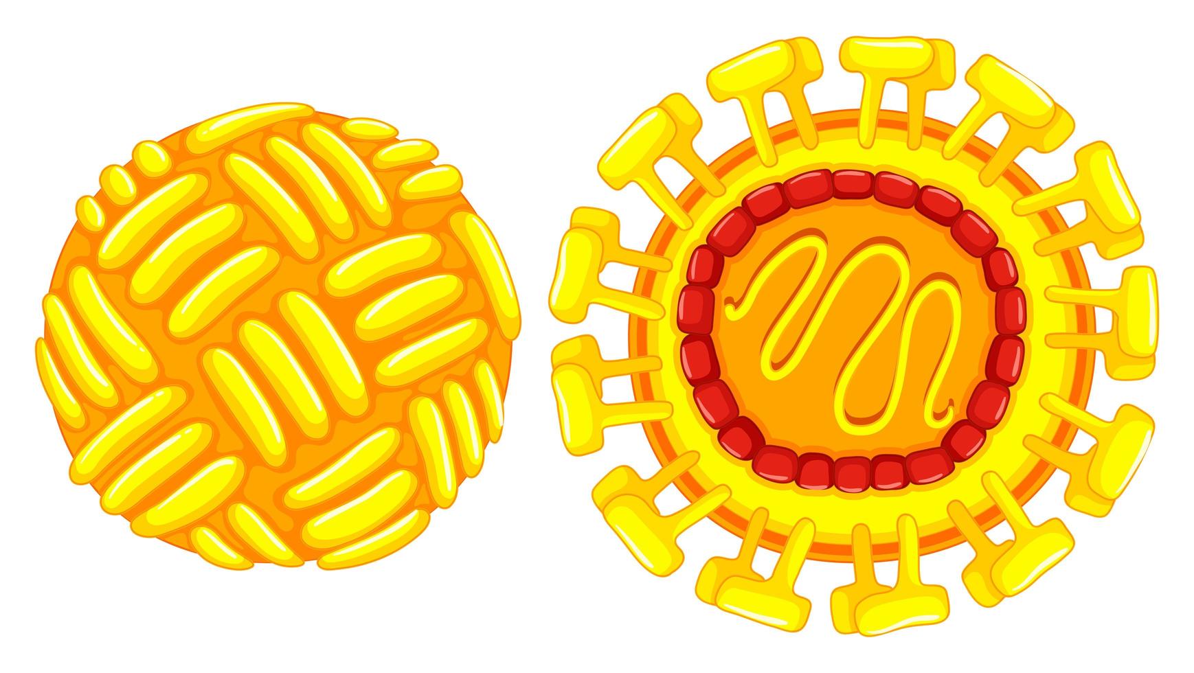 Close up diagram of zika virus vector