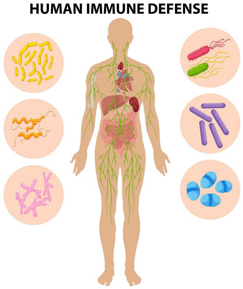 Human immune defense diagram vector