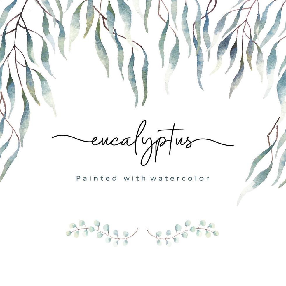 Eucalyptus leaves painted with watercolor vector