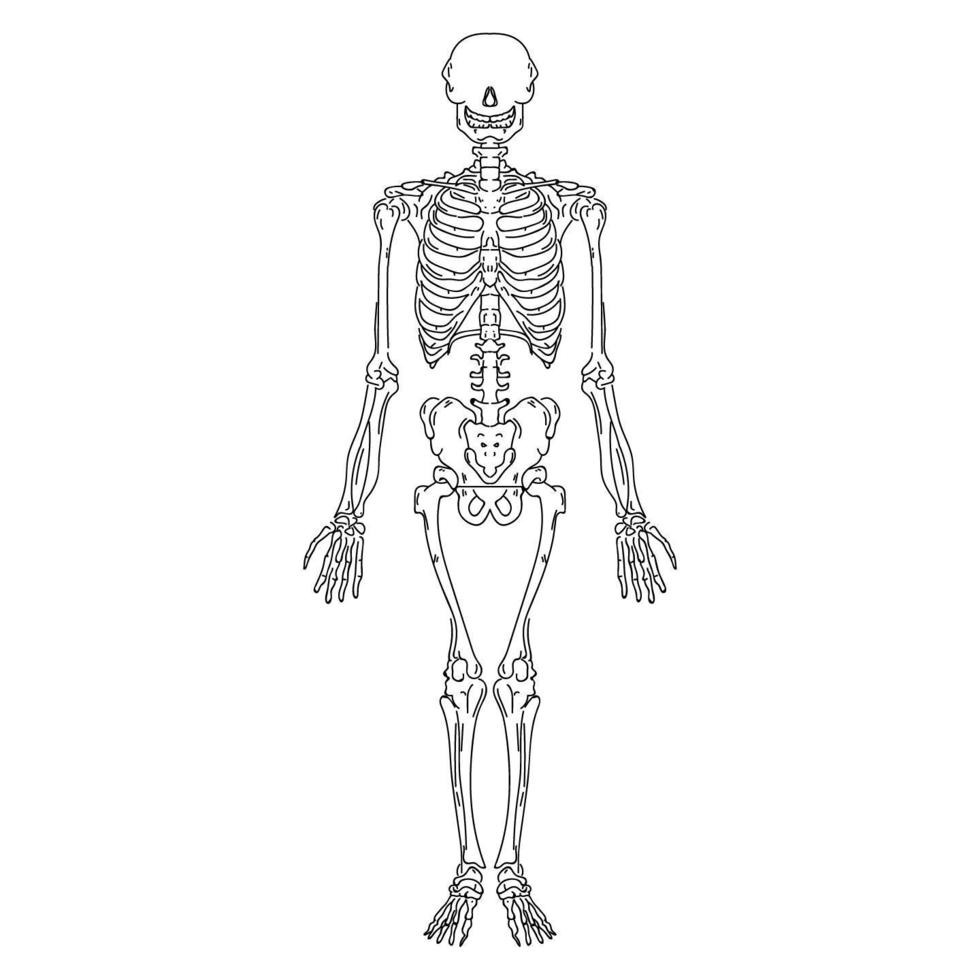 esqueleto humano dibujado a mano vector