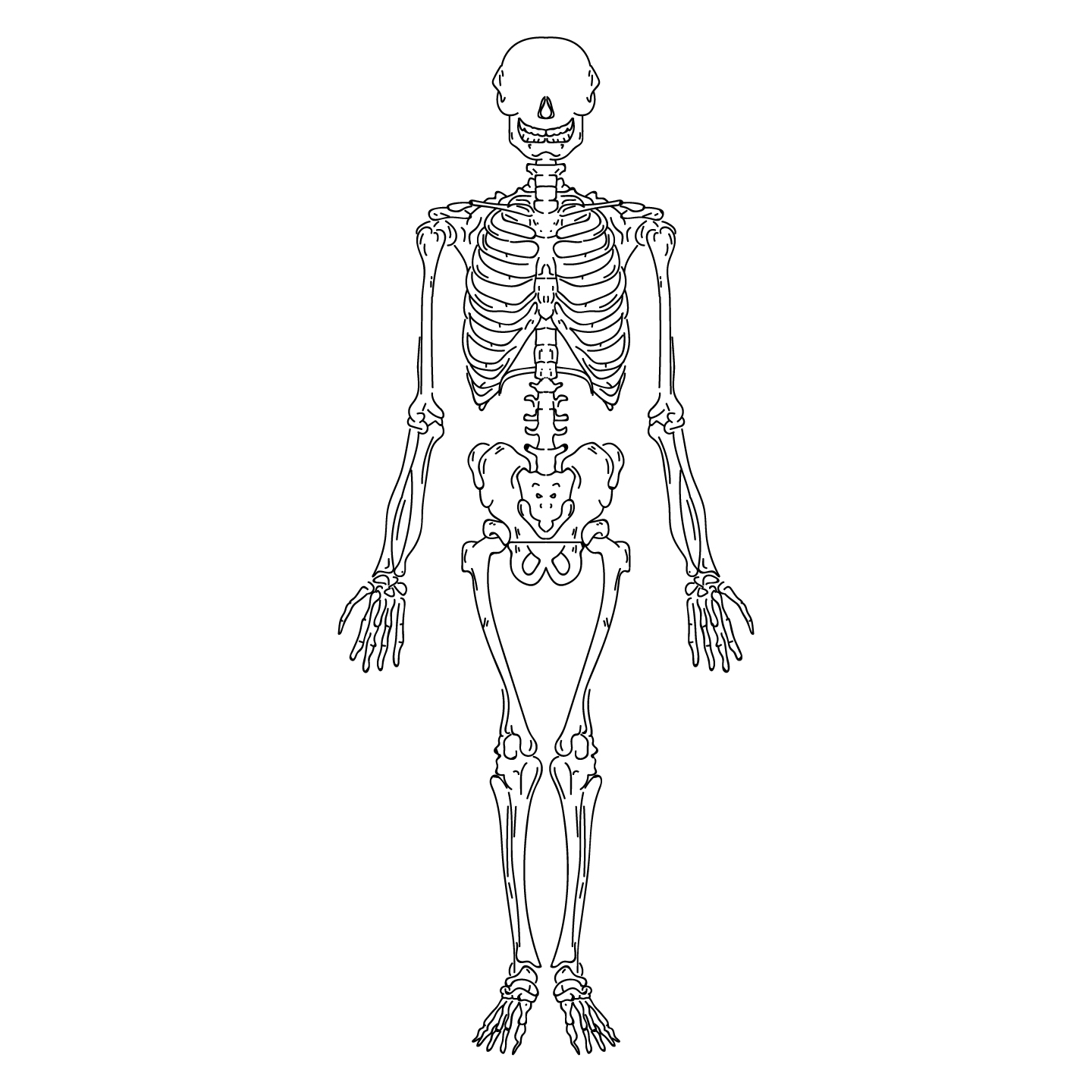 Esqueleto Humano Dibujado A Mano 1218528 Vector En Vecteezy