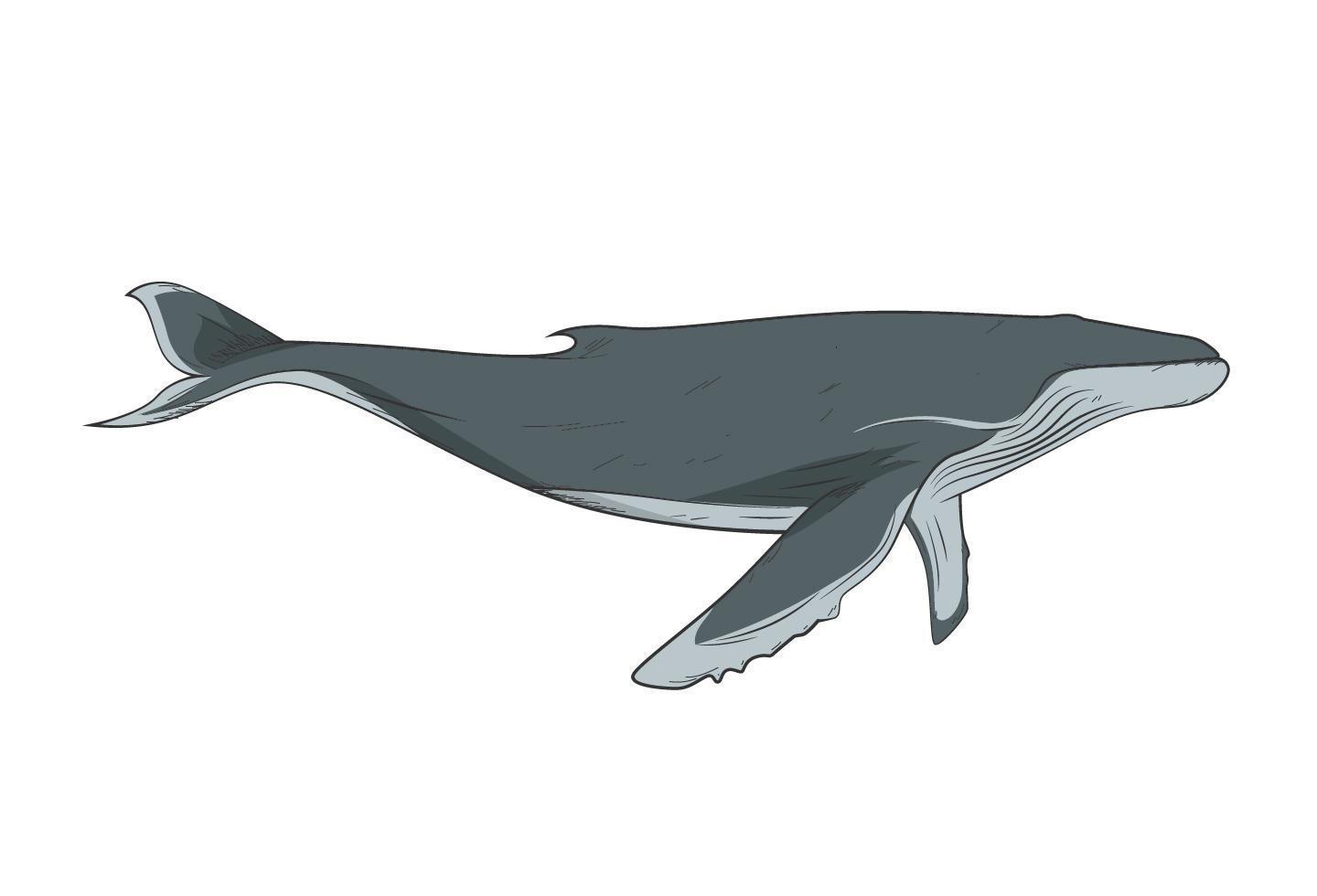 Ballena En Dibujo