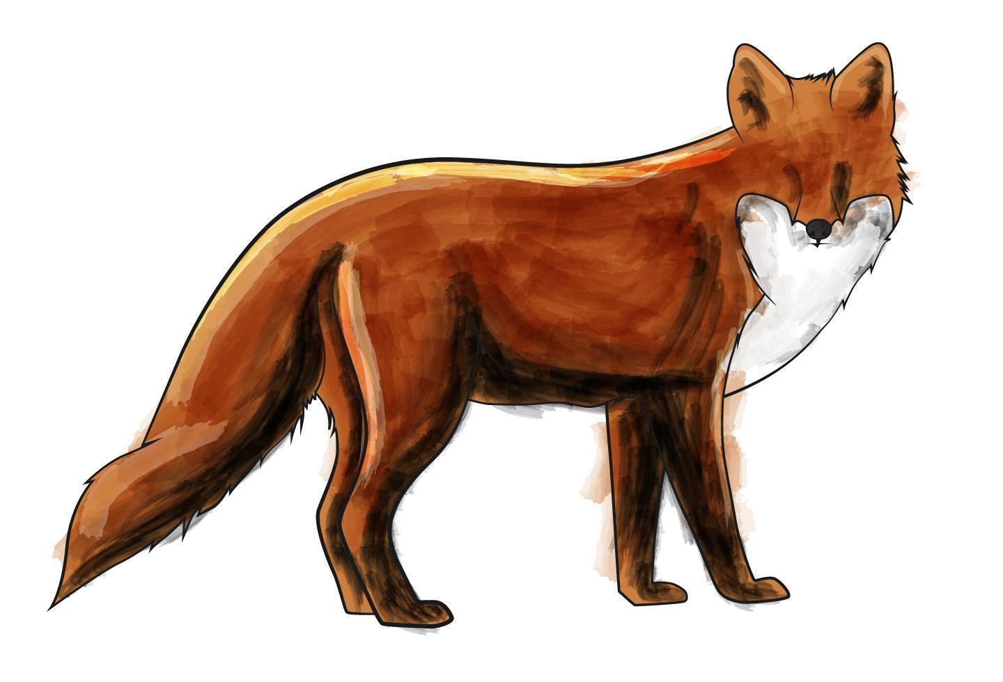 Hand-drawn fox   vector