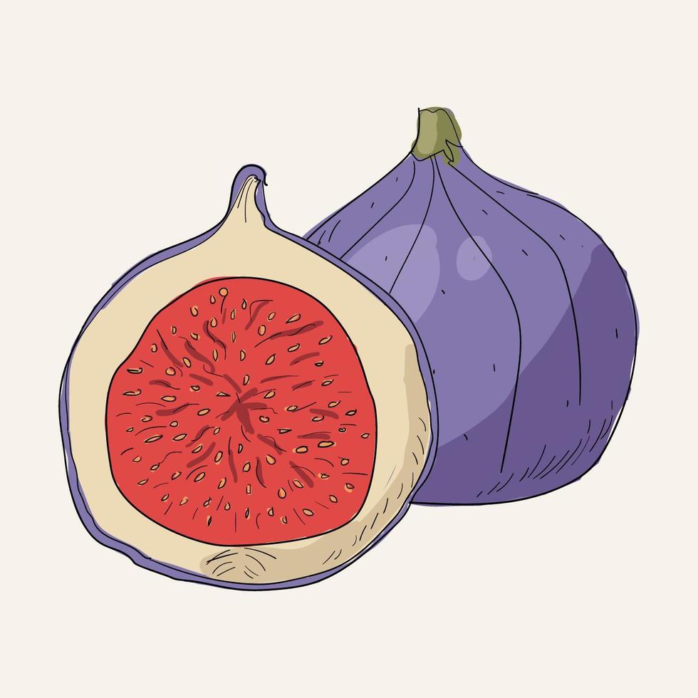 Illustration drawing style of fig vector