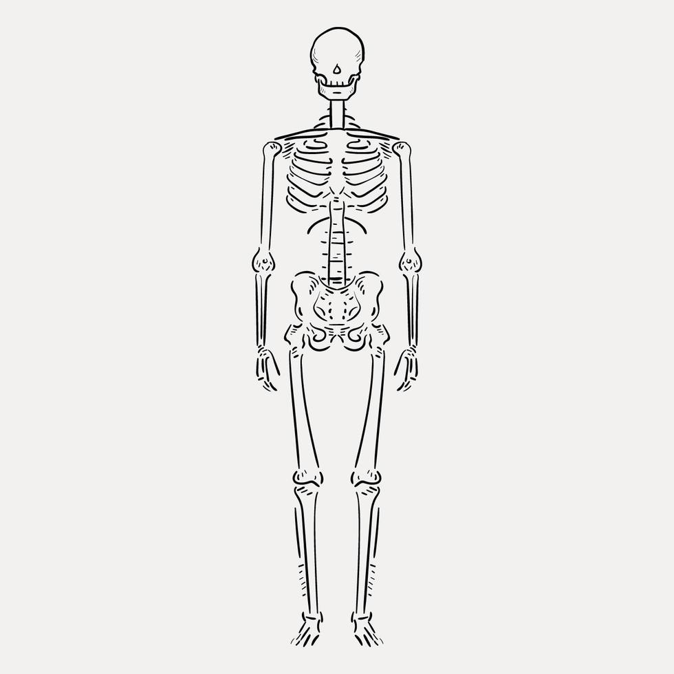 Hand drawn sktech of a human skeleton vector