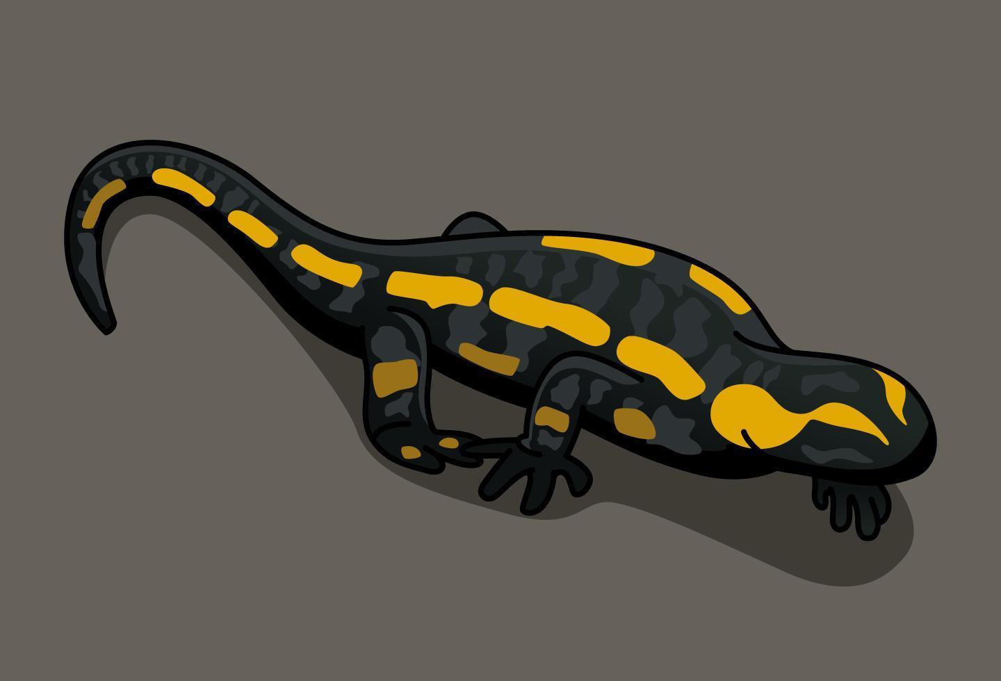 Fire Salamander Salamandra Salamandra illustrated by Charles Dessalines D39 Orbigny 1806-1876. Digitally enhanced from our own 1892 edition of Dictionnaire Universel D39 histoire Naturelle. vector