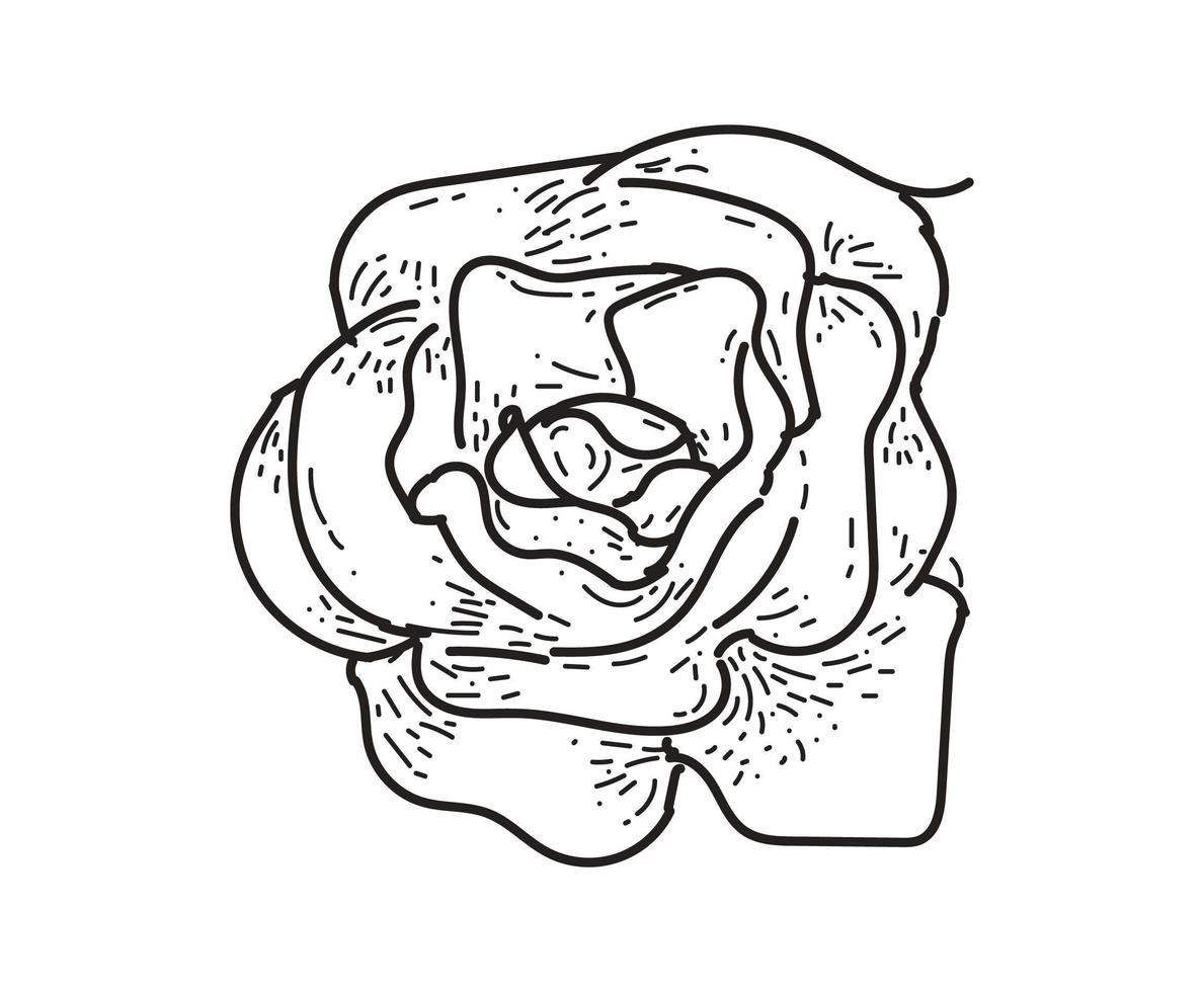 Rosa dibujo flor naturaleza vector icono sobre fondo blanco.