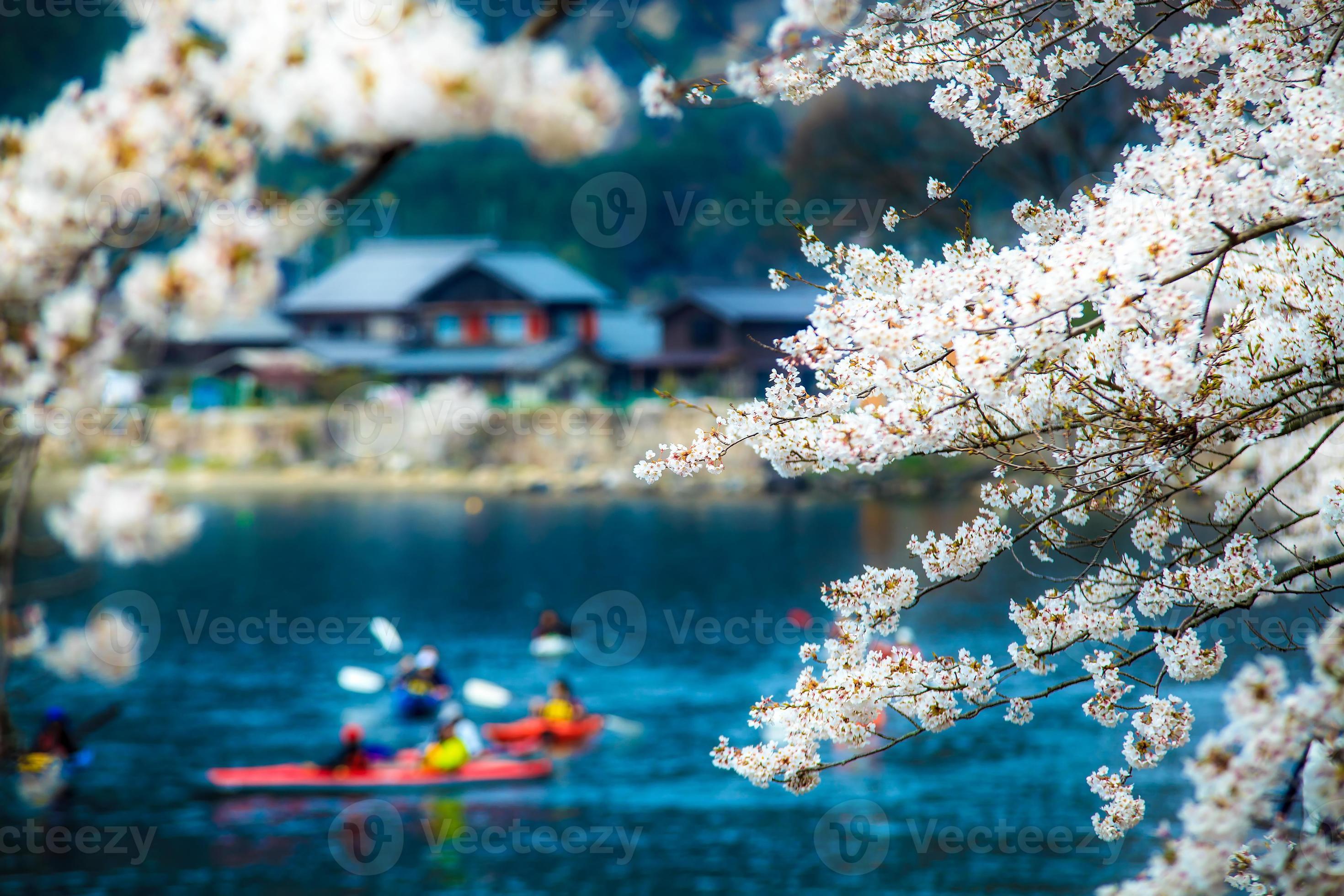 Sakura season in Kaizu Osaki, Japan photo