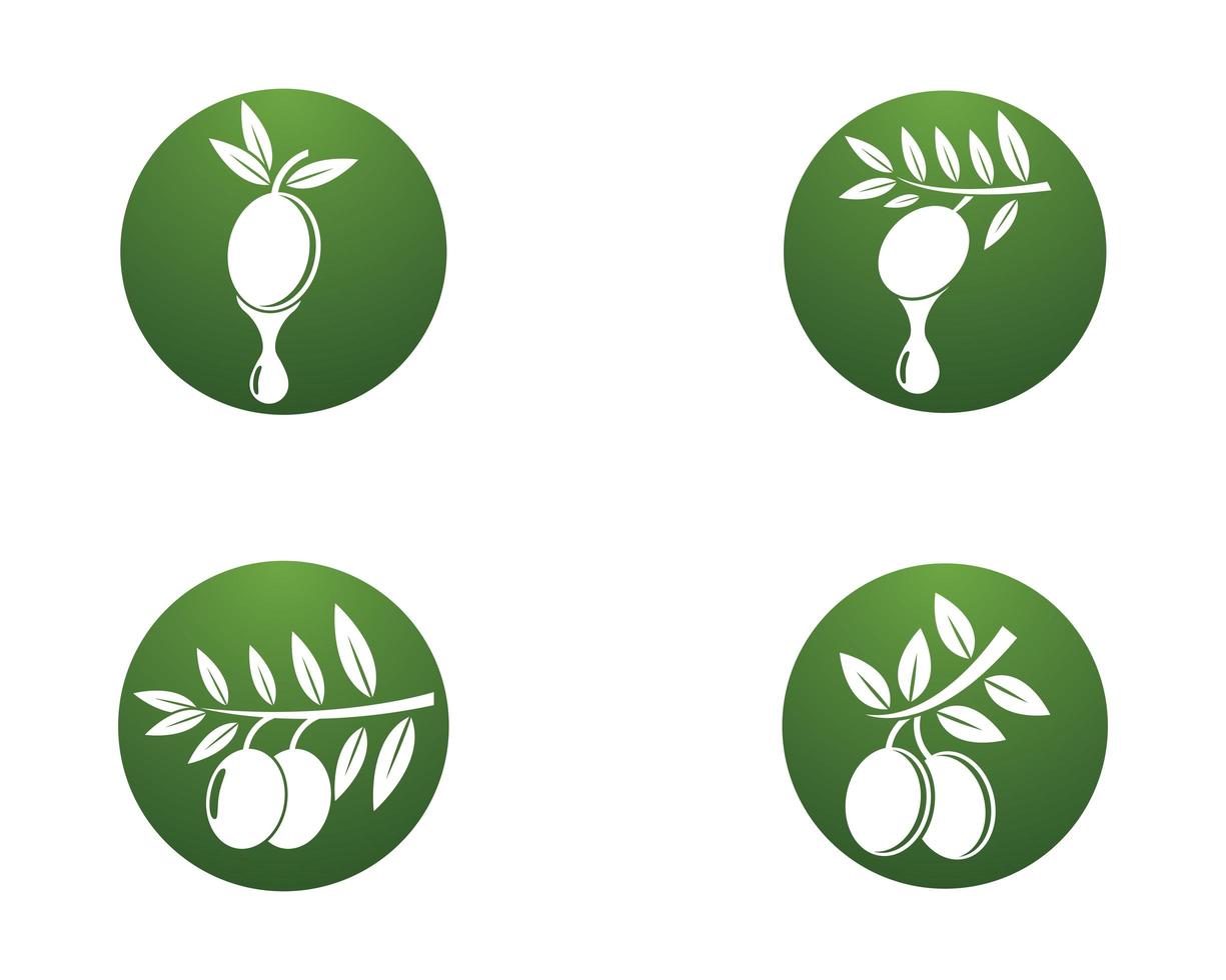 iconos de logo de aceite de oliva vector