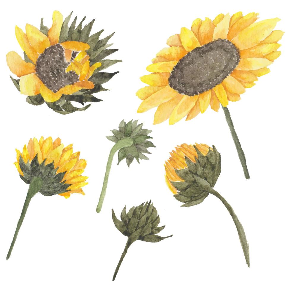 Sunflower bud watercolor set vector