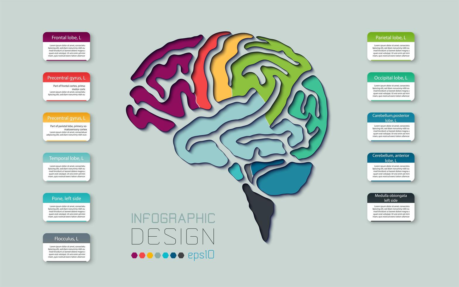 Diagrama cerebral línea colorida infografía vector