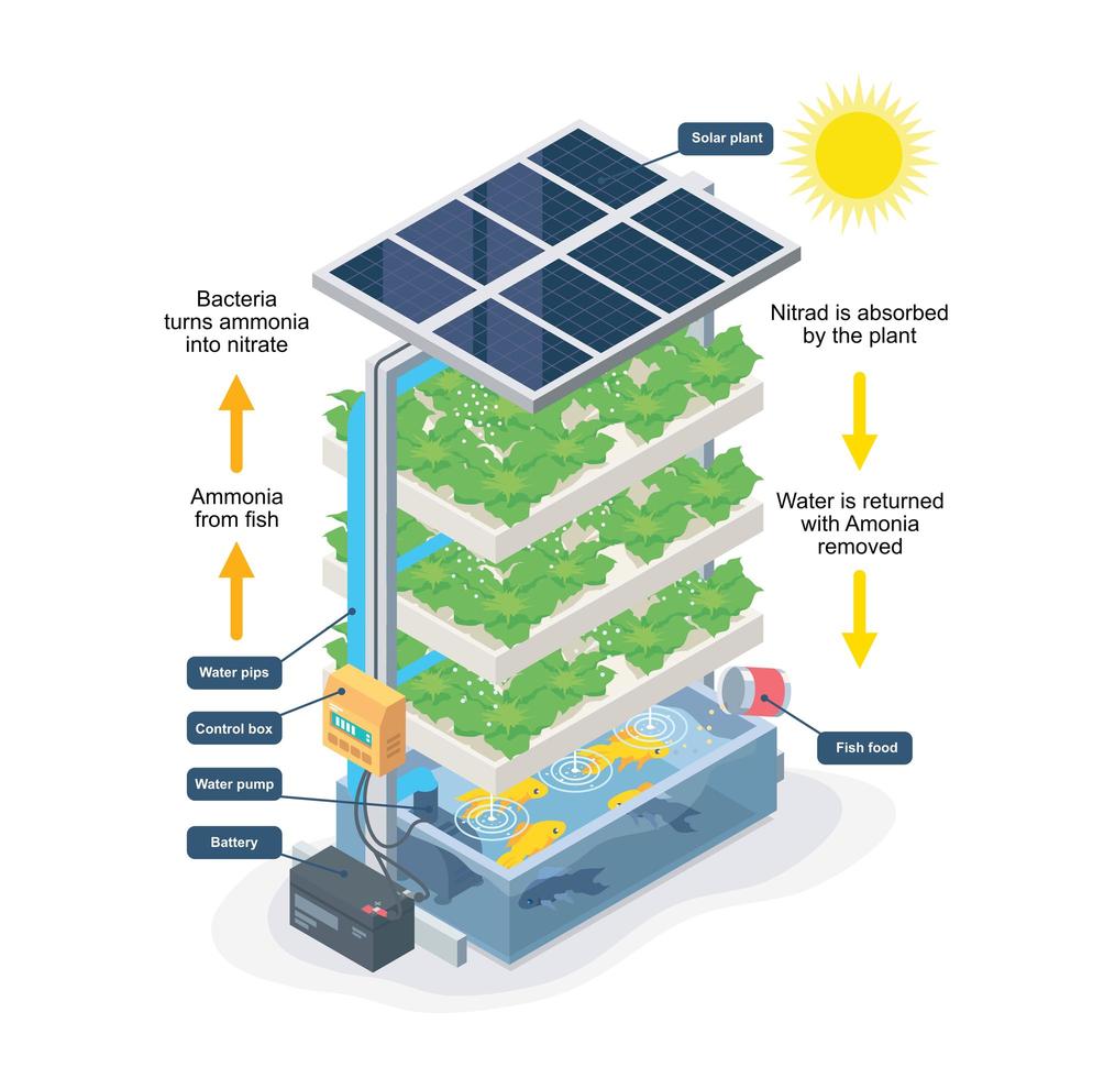 Aquaponic system diagram vector