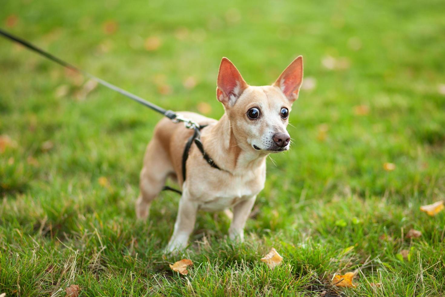 Red haired Chihuahua walking in a park  photo