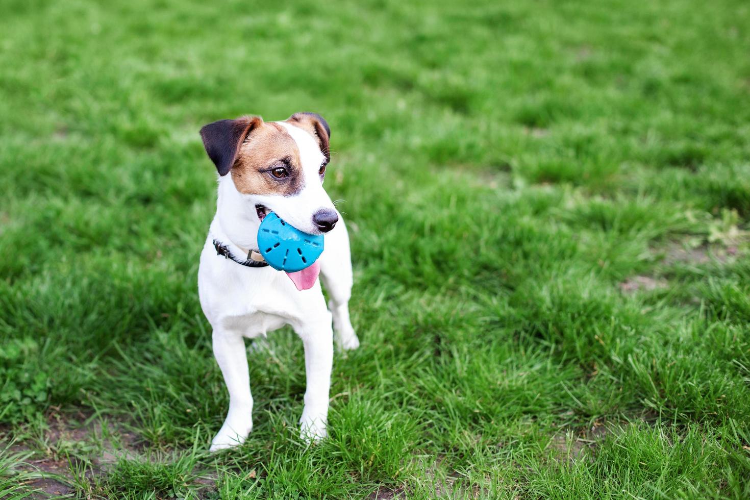 Perro de raza pura Jack Russell Terrier al aire libre con juguete foto
