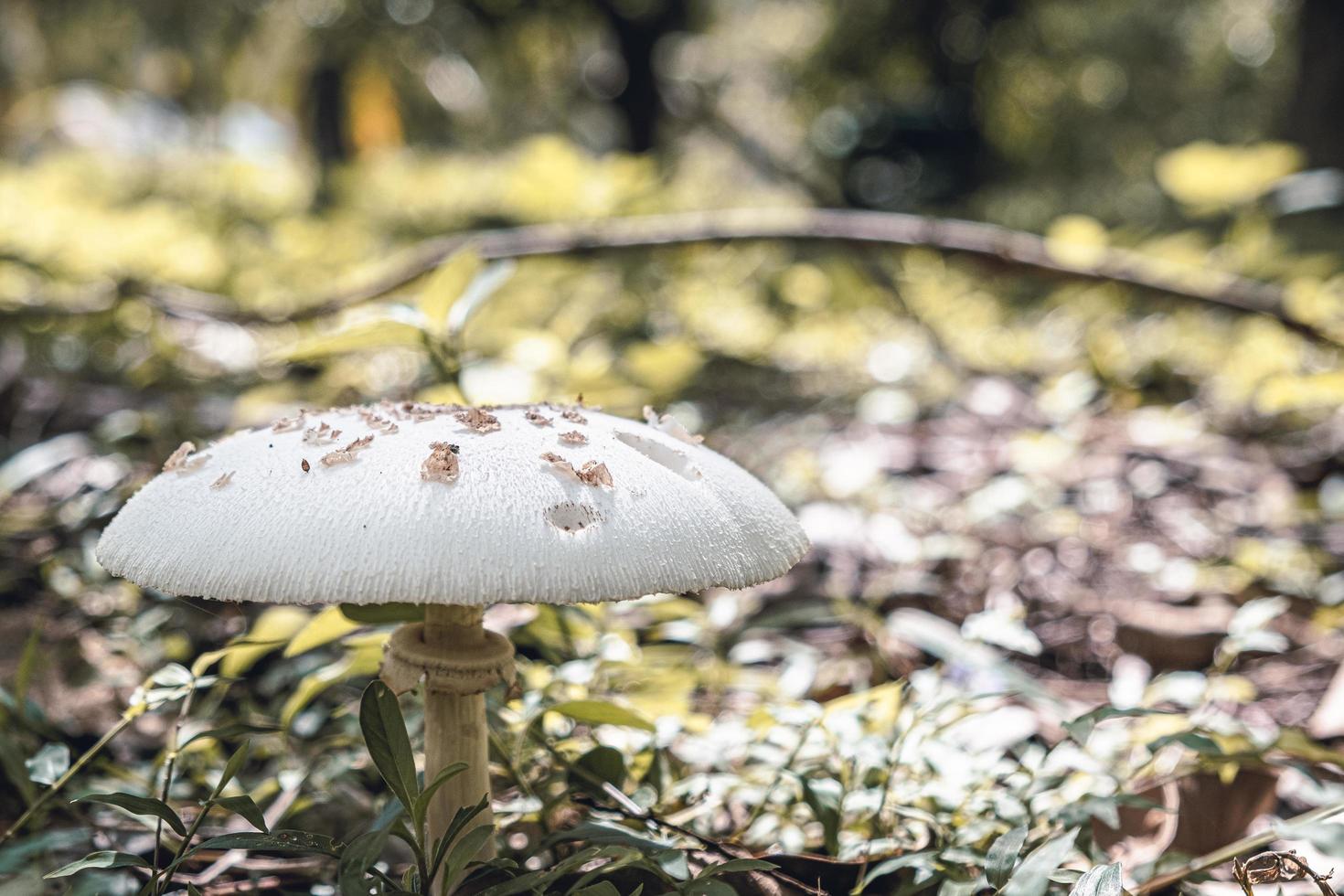 hongo blanco en el piso de la selva foto