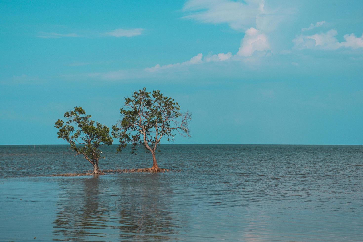 Trees on  the coast of Surat Thani in Thailand photo