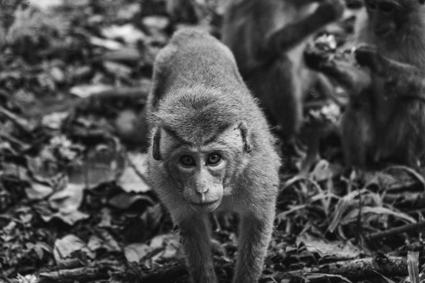 Wild curious macaque monkey approaches camera  photo