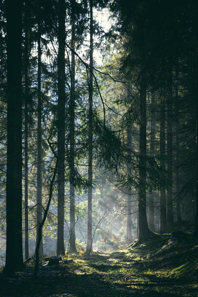 bosque empapado de niebla en chequia foto