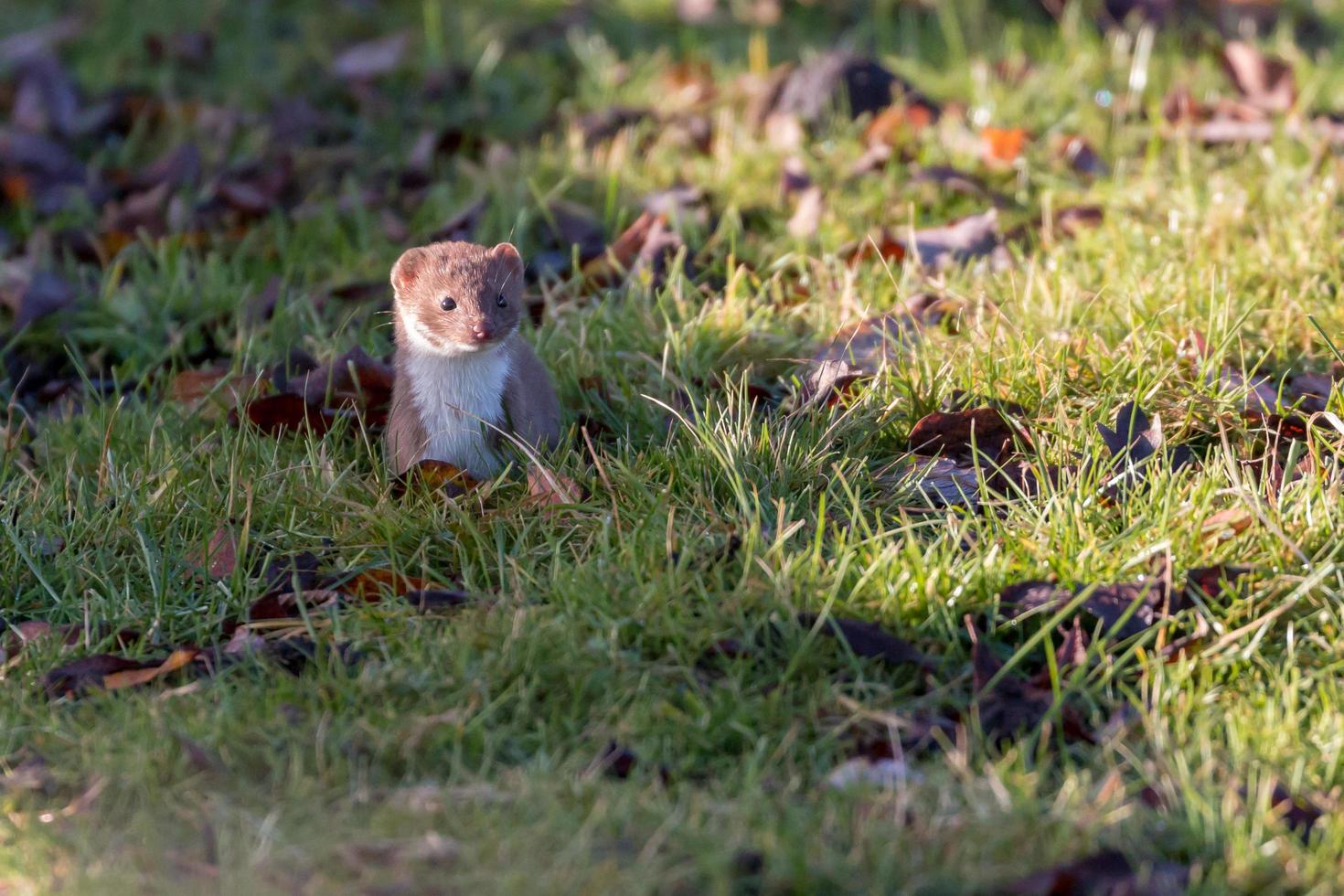 Weasel standing in grass photo