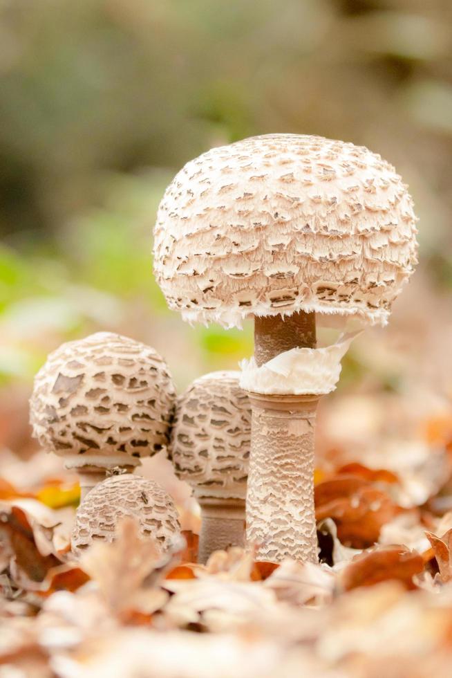 Four Parasol mushrooms photo