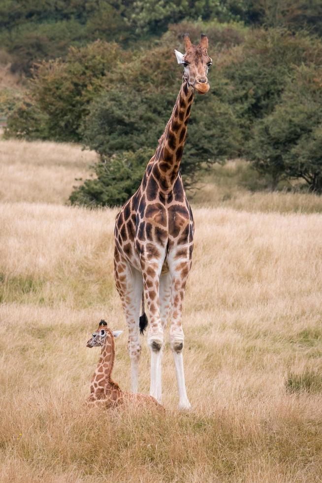 Baby and adult giraffe photo