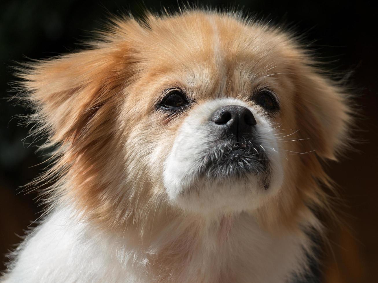 Portrait of a Tibetan spaniel photo