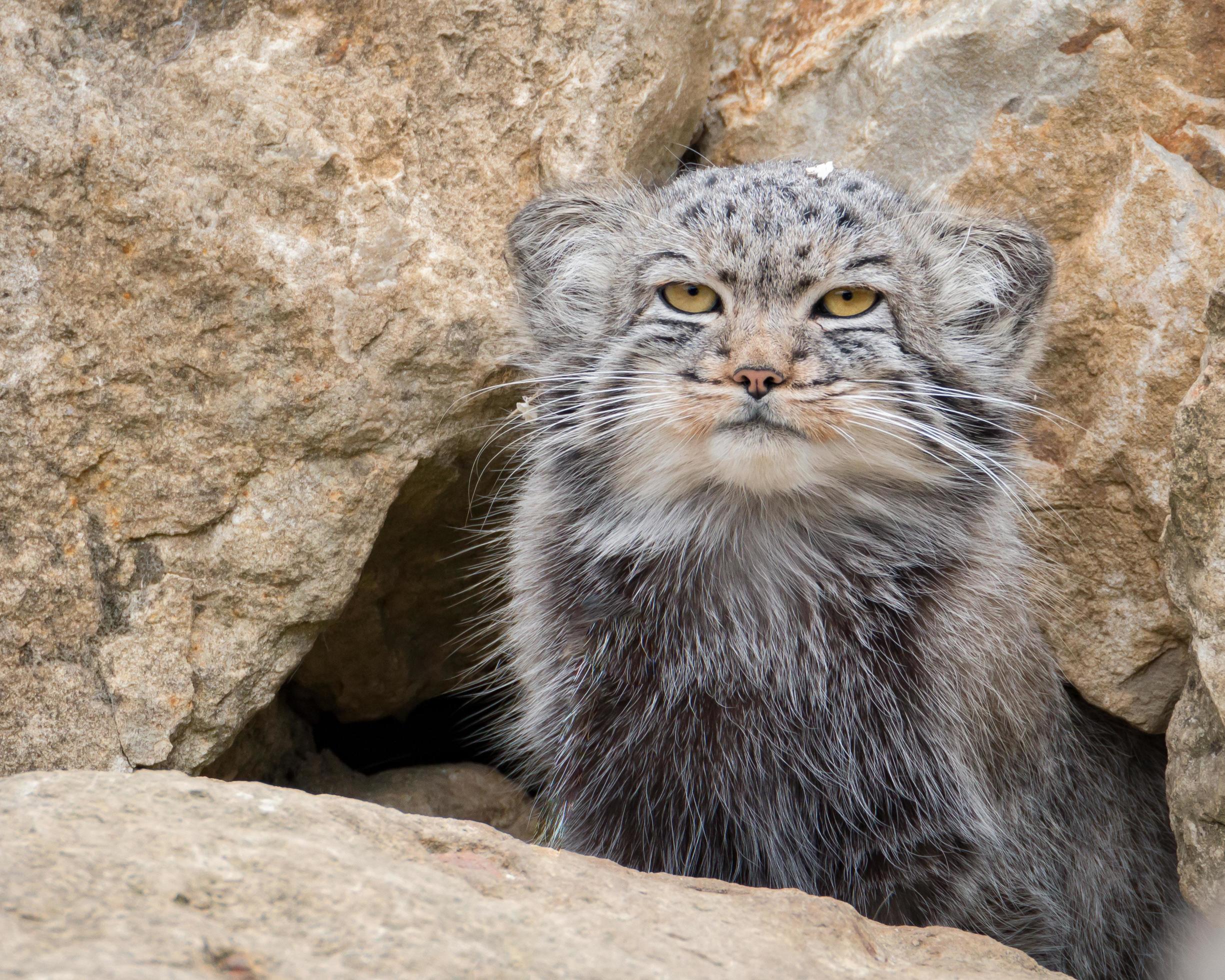 Pallas' Cat portrait 1223332 Stock Photo at Vecteezy